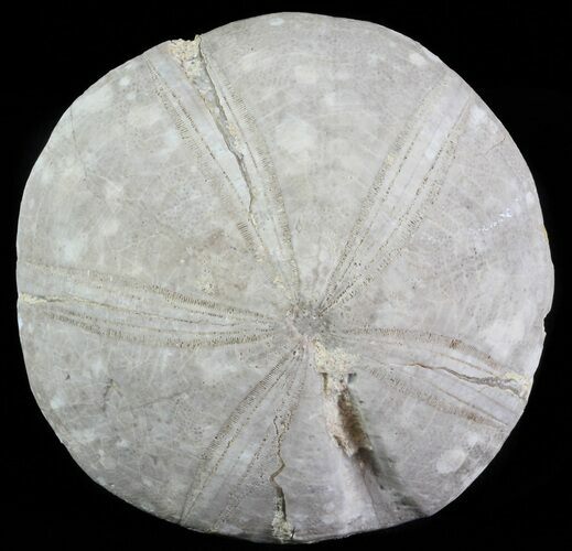 Jurassic Sea Urchin (Clypeus plotti) - England #65845